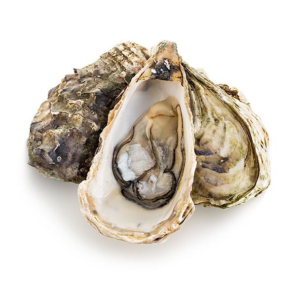 Vente d'huîtres Perle Blanche à Boulogne-sur-Mer